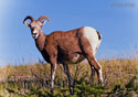 Ovis Canadensis